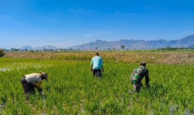 Sahabat Petani, Babinsa Bantu Perangi Gulma