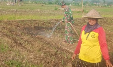 Babinsa Jaga Produktivitas Pertanian di Tengah Musim Kemarau