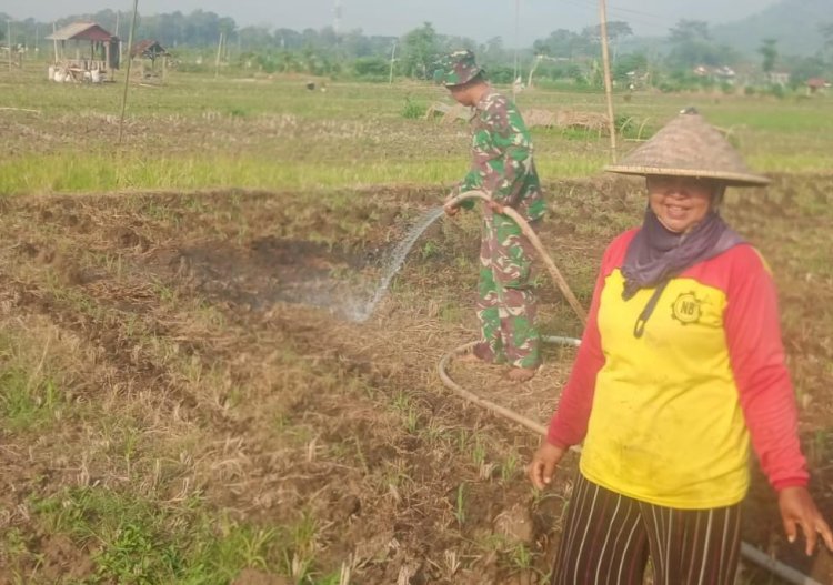 Babinsa Jaga Produktivitas Pertanian di Tengah Musim Kemarau