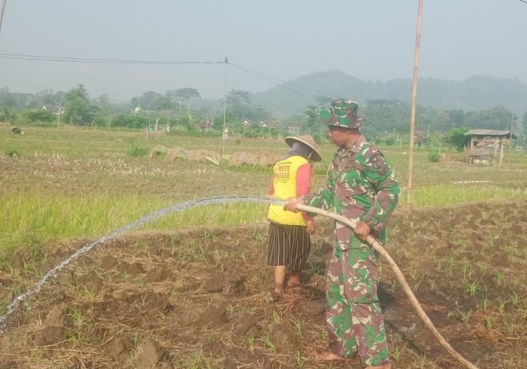 Babinsa Jaga Produktivitas Pertanian di Tengah Musim Kemarau