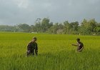 Babinsa Desa Mergayu Bantu Petani Bersihkan Rumput Liar