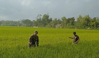Babinsa Desa Mergayu Bantu Petani Bersihkan Rumput Liar