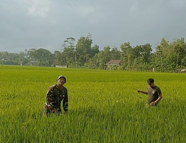 Babinsa Desa Mergayu Bantu Petani Bersihkan Rumput Liar