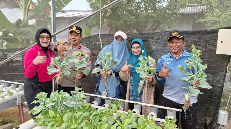 Polsek Krembangan Bersama Bhayangkari Perkuat Ketahanan Pangan Nasional Lewat Panen Sawi dan Budidaya Lele di Surabaya