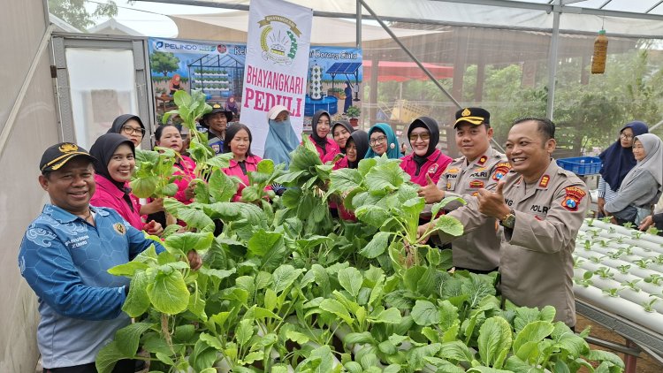 Polsek Krembangan Bersama Bhayangkari Perkuat Ketahanan Pangan Nasional Lewat Panen Sawi dan Budidaya Lele di Surabaya