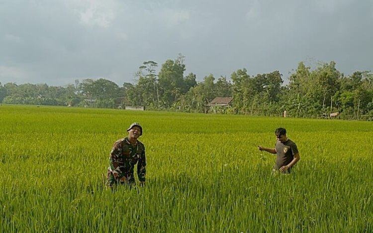 Babinsa Desa Mergayu Bantu Petani Bersihkan Rumput Liar
