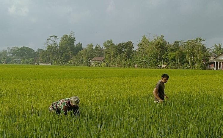 Babinsa Desa Mergayu Bantu Petani Bersihkan Rumput Liar