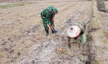 Babinsa Desa Panggunghuni Dampingi Petani Bersihkan Lahan Jagung, Dukung Ketahanan Pangan