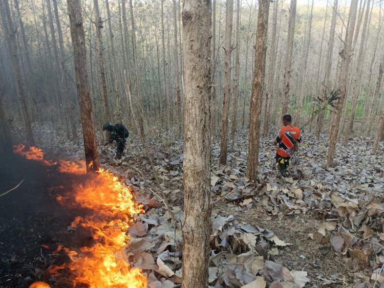 Cegah Kebakaran Meluas, Babinsa dan Perhutani Padamkan Api di Sekitar Hutan Jati Pucangan