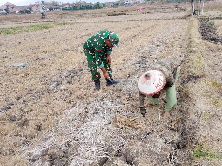 Babinsa Desa Panggunghuni Dampingi Petani Bersihkan Lahan Jagung, Dukung Ketahanan Pangan